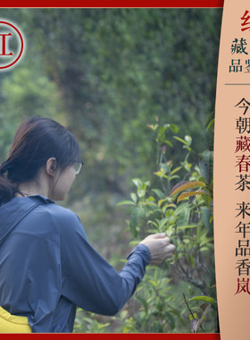 红茶  试饮装链接 ！试喝茶样不送茶具！具体款式请见商品详情