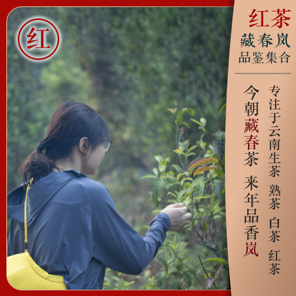 红茶  试饮装链接 ！试喝茶样不送茶具！具体款式请见商品详情