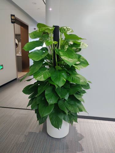 绿植大绿萝吸甲醛净化空气