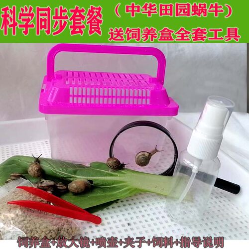 活体蜗牛宠物小蜗牛非白玉蜗牛学生科学实验观察宠物蜗牛6只套装