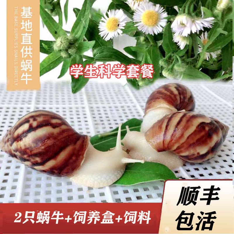 一对活体蜗牛白玉蜗牛