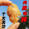 大號車螺肉蛤蜊幹文蛤幹白螺肉蚬子肉蛤蜊肉北海特産海鮮幹貨250g