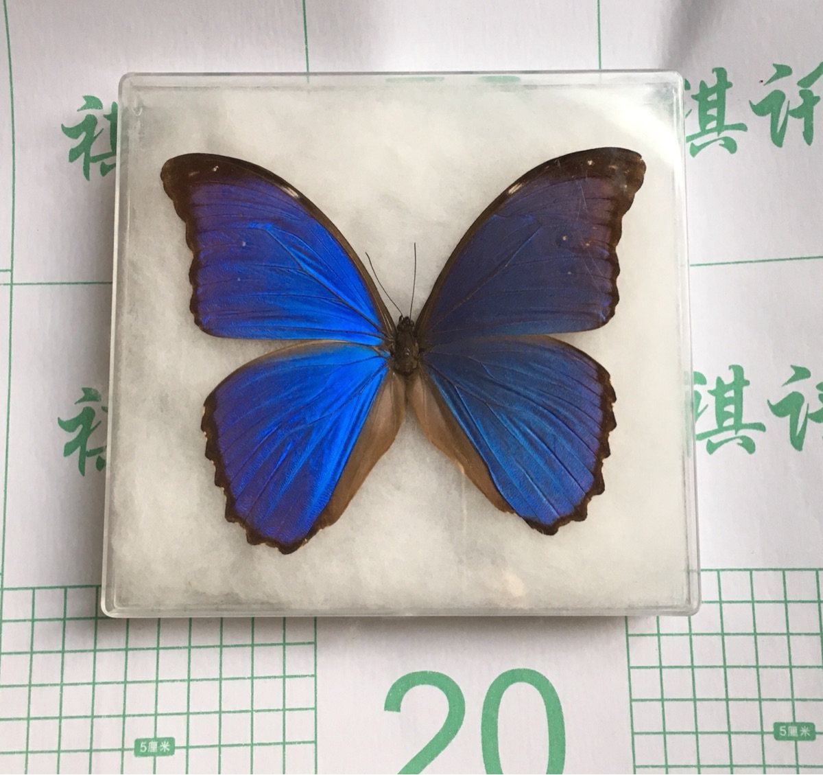 蝴蝶标本展翅大蓝闪蝶亚克力盒装饰品样板房摆件可取蝶重装画框|ruв категории Домашний быт, декоративная живопись, образец типа декоративная живопись - от Buy2taobao.com для оказания профессиональной услуги покупки агента Taobao