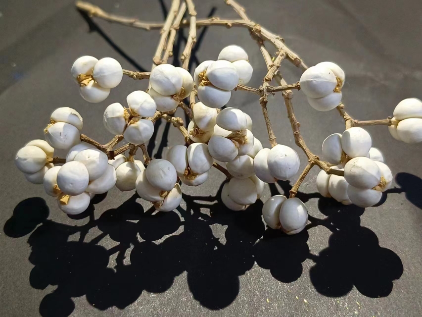 小白果乌桕果干花diy手工花束插花松树装饰树枝植物圣诞树北欧风