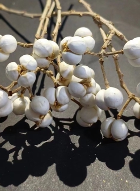 小白果乌桕果干花diy手工花束插花松树装饰树枝植物圣诞树北欧风