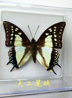 蝴蝶标本工艺品家装科普展览送礼