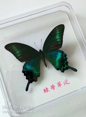 蝴蝶标本工艺品家装科普展览送礼