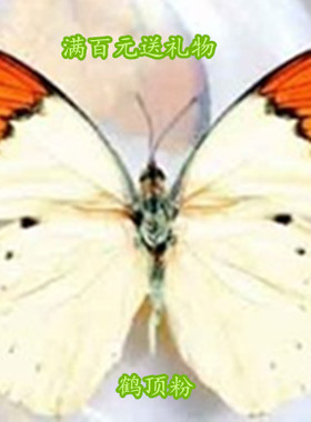 真蝴蝶标本工艺品相框摆件