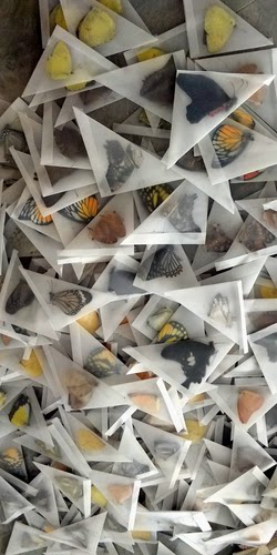 真蝴蝶标本未展翅工艺品百余品种可定制不同尺寸家装科普展览新品