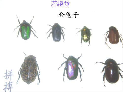 昆虫标本新品热卖100品种/套标本