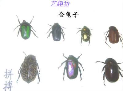 昆虫标本新品热卖100品种/套可定制家装电视墙未展姿防腐后原虫