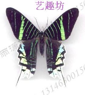 蝴蝶标本工艺品家装科普展览送礼