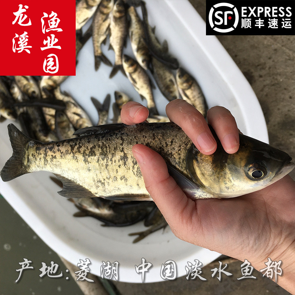 花鲢鱼苗包头鱼大头淡水养殖活体