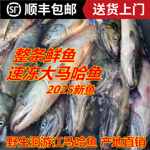 新鲜冷冻大马哈鱼2025新鱼未腌制 乌苏里江洄游大马哈鱼 产地直销