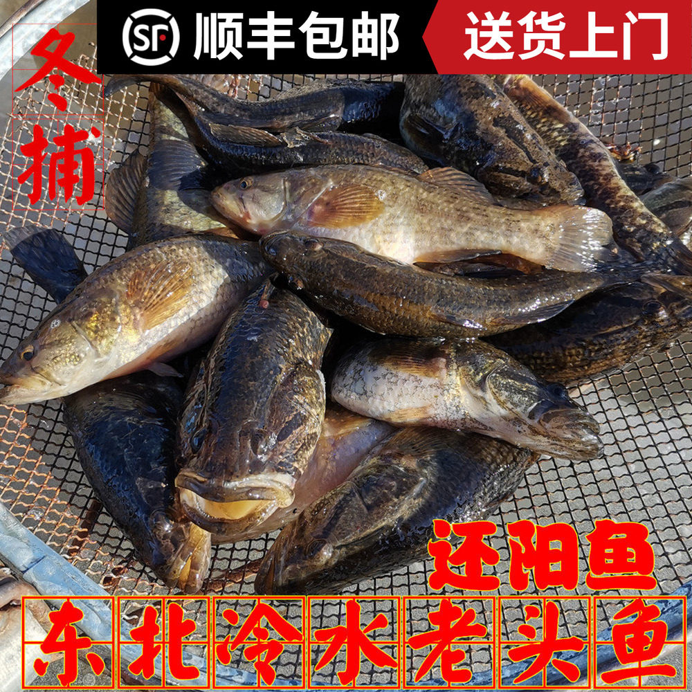 黑龙江冰鲜老头鱼速冻还阳鱼
