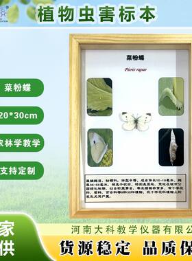 植物虫害标本 农林学 菜粉蝶 葱蓟马 稻褐飞虱 二斑叶螨 甘蓝夜蛾