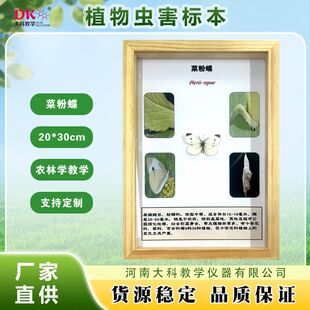 植物虫害标本 农林学 菜粉蝶 葱蓟马 稻褐飞虱 二斑叶螨 甘蓝夜蛾