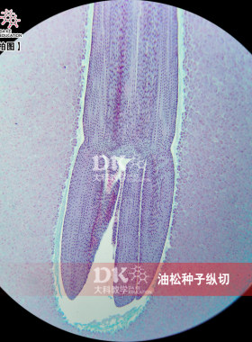高教使用生物显微玻片 植物学教学玻片 油松种子纵切