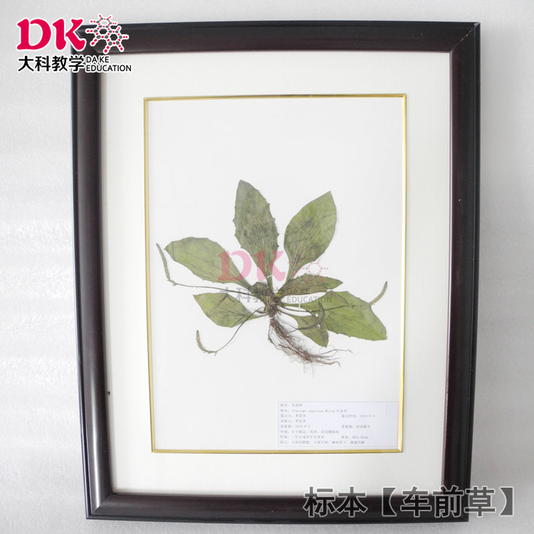 车前草 植物腊叶标本,文具电教/文化用品/商务用品,教学仪器/实验器材,淘宝优惠券,粉丝福利购,淘宝优惠卷