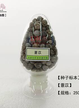 大科教学 种子标本馆 展示展览  薏苡、樱桃、紫藤、棕榈