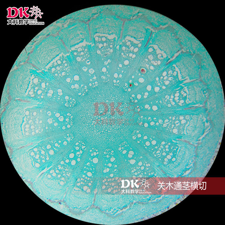 生产厂家定制 生物显微镜玻片 生物切片 植物切片 关木通茎横切,文具电教/文化用品/商务用品,教学仪器/实验器材,淘宝优惠券,粉丝福利购,淘宝优惠卷