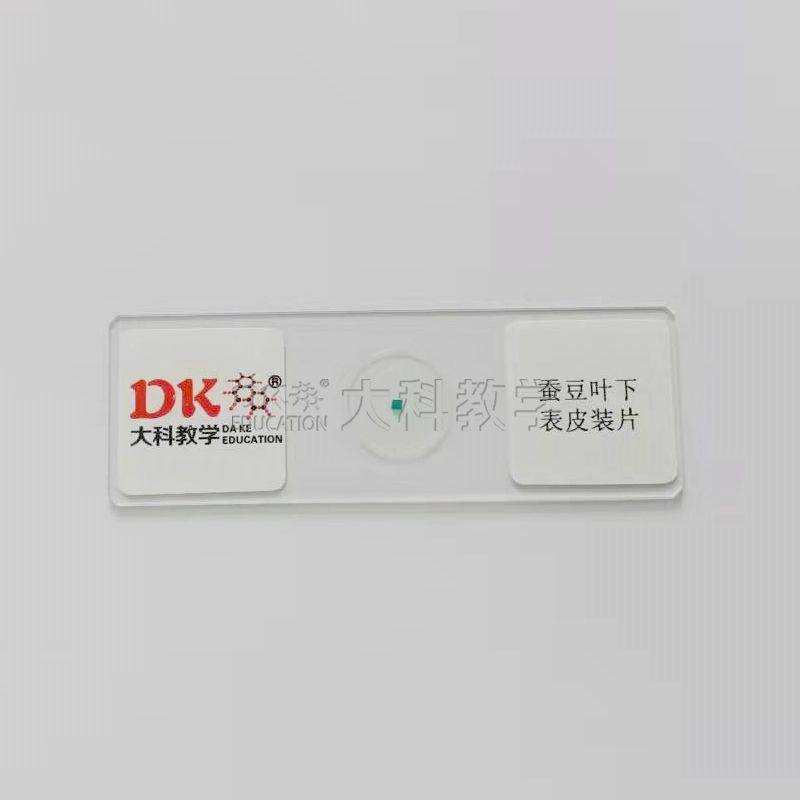 蚕豆叶下表皮装片 10片/盒  显微玻片 科学标本 中小学生生物切片