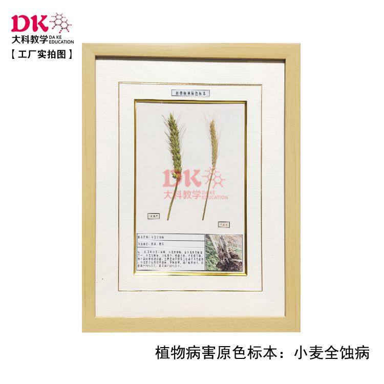 大科教学 植物病害标本小麦叶枯病纹枯病叶锈病条锈病40*50cm高教,文具电教/文化用品/商务用品,教学标本/模型,淘宝优惠券,粉丝福利购,淘宝优惠卷
