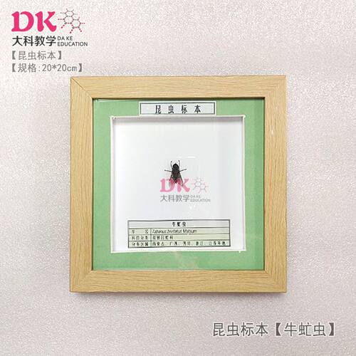 大科教学展示展览昆虫
