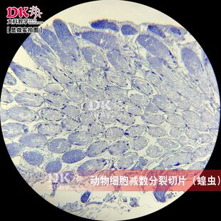 动物细胞减数分裂切片（蝗虫）高教版 教学使用生物显微玻片
