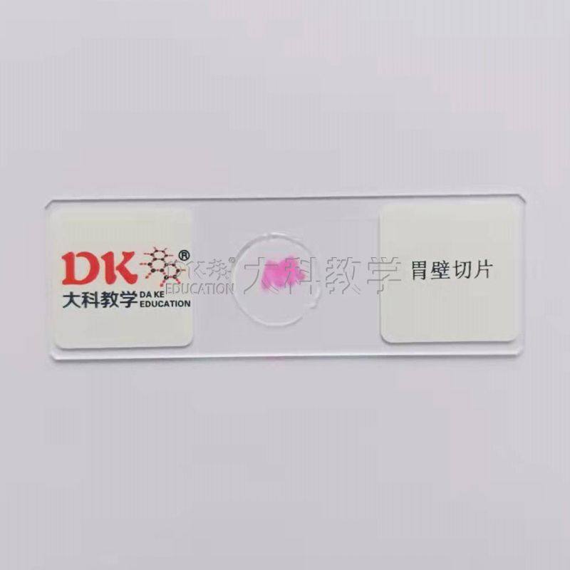 胃壁切片 10片/盒   生物玻片标本 中小学专用,文具电教/文化用品/商务用品,教学仪器/实验器材,淘宝优惠券,粉丝福利购,淘宝优惠卷