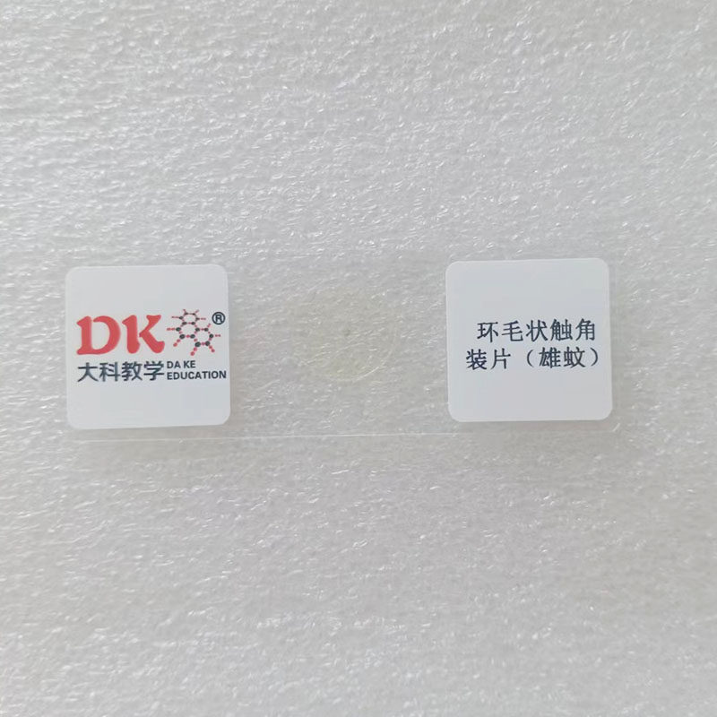 厂家货源生物显微玻片高品质 大学教学使用 环毛状触角装片(雄蚊