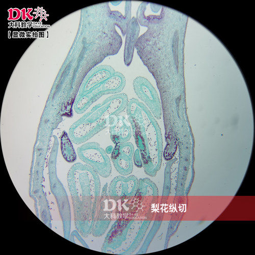 高教使用生物显微玻片 植物学教学玻片 梨花纵切