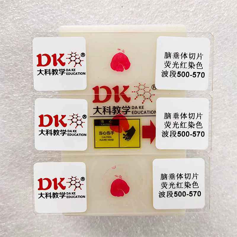 大科教学荧光显微玻片 脑垂体切片 使用波段500-700 荧光显微镜用