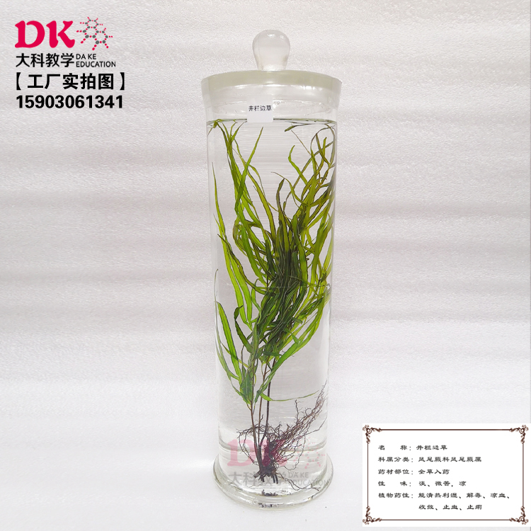 保色浸泡标本 井栏边草 景天三七 空心莲子草 标本馆展览展示用品