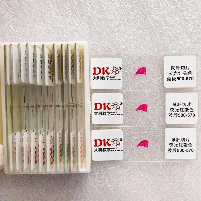 大科教学荧光显微玻片 鼠肝切片 使用波段500-700 荧光显微镜适用