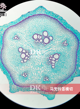 中草药 马兜铃茎横切 高等教学 生物显微玻片 植物学生物切片