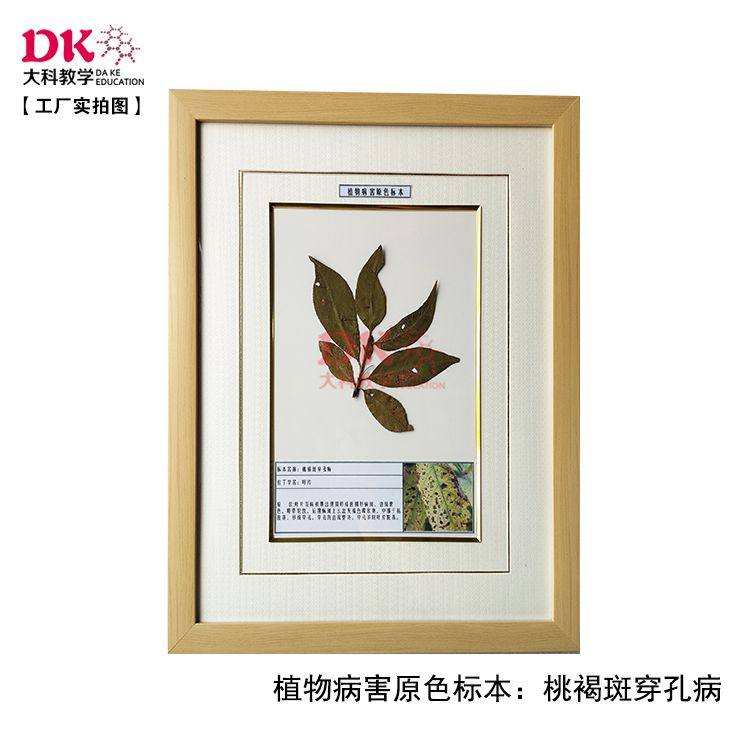 大科教学 植物病害标本苋菜白锈病桃褐斑穿孔病桃树缩叶病40*50cm,文具电教/文化用品/商务用品,教学标本/模型,淘宝优惠券,粉丝福利购,淘宝优惠卷