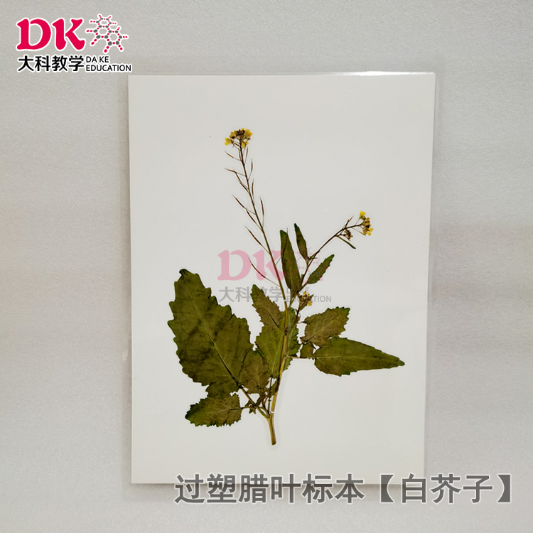 大科教学 中药腊叶标本植物展示标本 井栏边草标本馆用品过塑标本