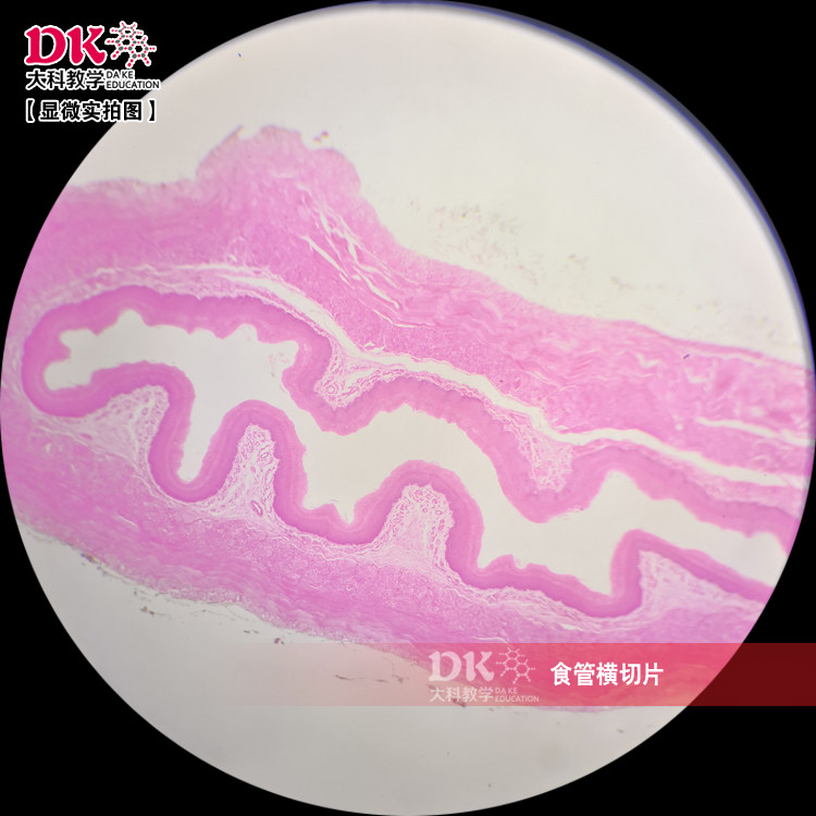 食管横切  显微玻片 教学使用 生物切片标本