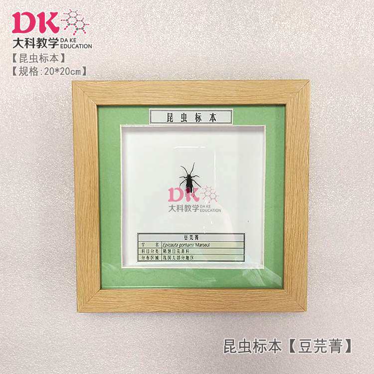 大科厂家直销 昆虫标本 展示教学 勇斧螳螂豆芫菁白星花金龟