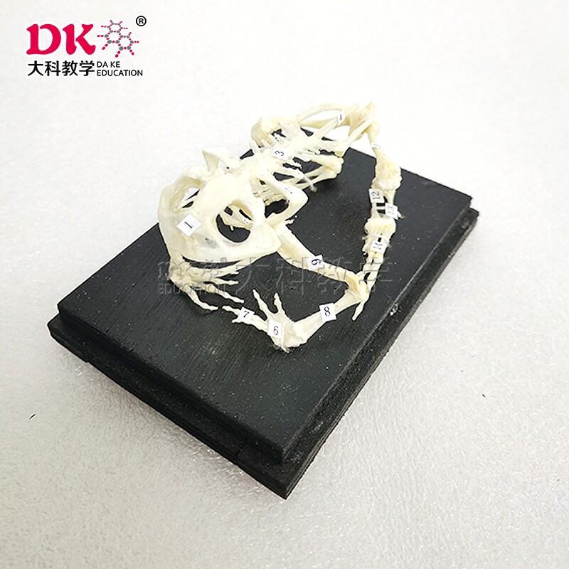 大科教学 动物标本 骨骼展示  蛙骨骼标本 教学使用剥制标本
