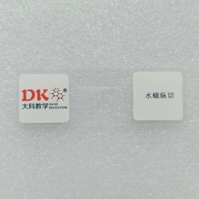 水螅生物玻片大科教学