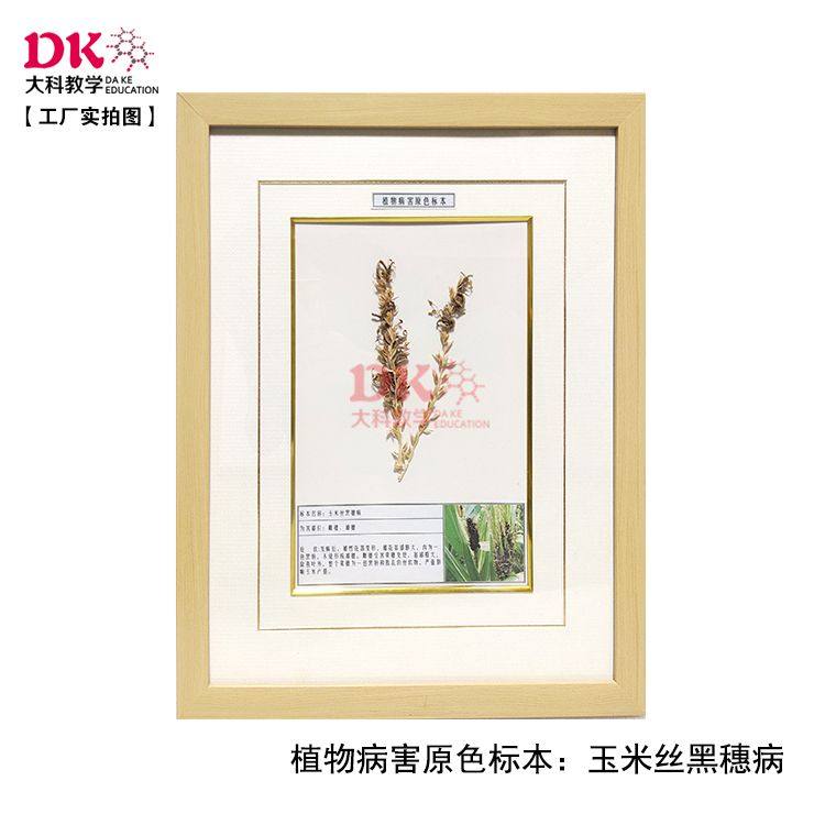 大科教学 植物病害标本 玉米纹枯病秃顶病弯孢霉叶斑病 40*50cm,文具电教/文化用品/商务用品,教学标本/模型,淘宝优惠券,粉丝福利购,淘宝优惠卷