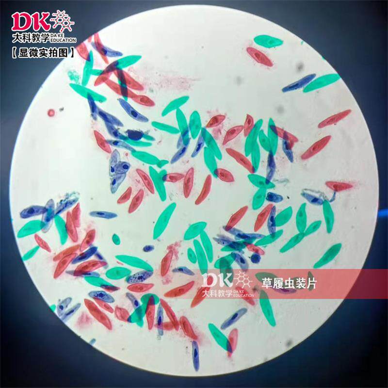 厂家货源生物显微玻片高品质 大学教学使用 草履虫装片