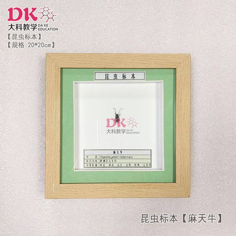 大科厂家直销 昆虫标本展示教学 黄纹锯锹甲杨红颈天牛双簇污天牛,文具电教/文化用品/商务用品,教学标本/模型,淘宝优惠券,粉丝福利购,淘宝优惠卷