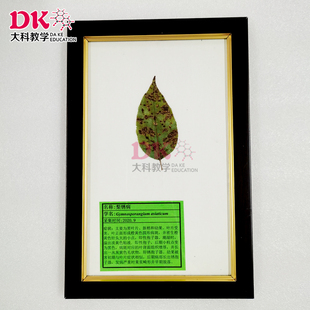 大科教学 植物病害症状标本：梨锈病 农林学院教学使用