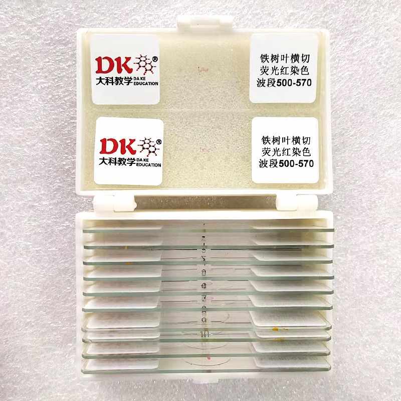 大科教学荧光显微玻片 铁树叶横切 使用波段500-570 荧光显微镜用