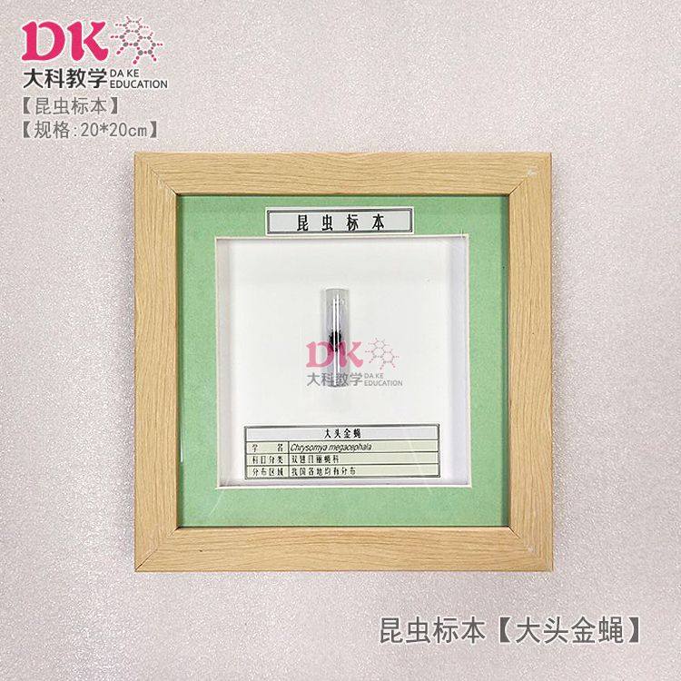 大科厂家直销 昆虫标本 展示教学 黄边胡蜂松瘤象甲木棉丛角天牛