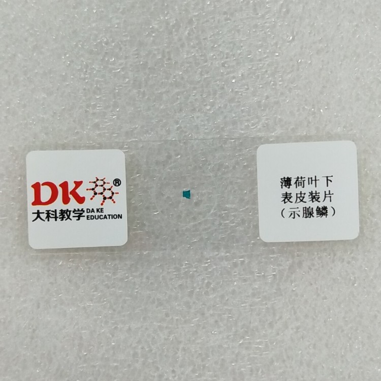 生产厂家显微镜玻 生物切片植物标本薄荷叶下表皮装片(示腺鳞)