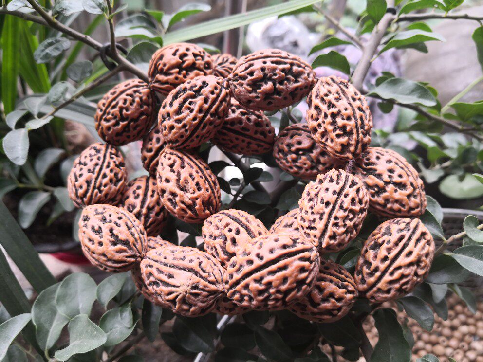 三瓣金刚菩提三生三世菩提手持念珠佛珠大金刚菩提文玩珠串